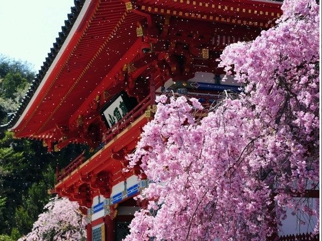 勝尾寺の桜18 開花情報は 混雑するの ライトアップはあるの 豆子ママの情報日和