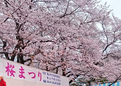 稲荷山公園 桜祭り18 見頃は ライトアップは 駐車場と混雑状況も 豆子ママの情報日和