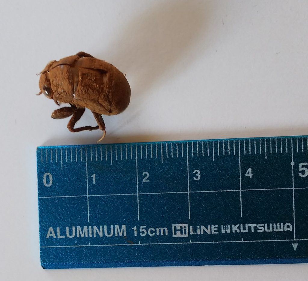 最大78 オフ セミの抜け殻のみ 京都府の自宅にて Www Anavara Com 最大78 オフ セミの抜け殻のみ 京都府の自宅にて Www Anavara Com