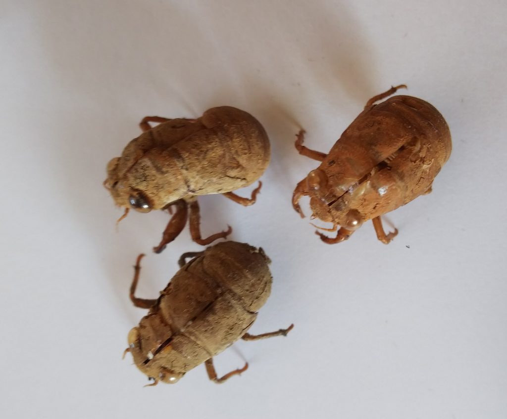 最大78 オフ セミの抜け殻のみ 京都府の自宅にて Www Anavara Com 最大78 オフ セミの抜け殻のみ 京都府の自宅にて Www Anavara Com