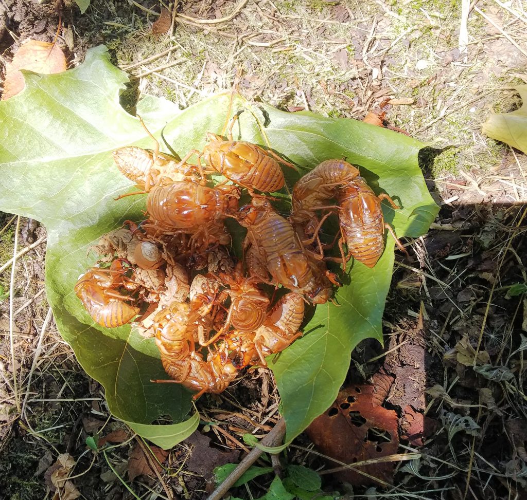 蝉の 脱け殻 と 幼虫 がいる場所はどこ オスとメスはどれ 子供の自由研究をお助け 豆子ママの情報日和